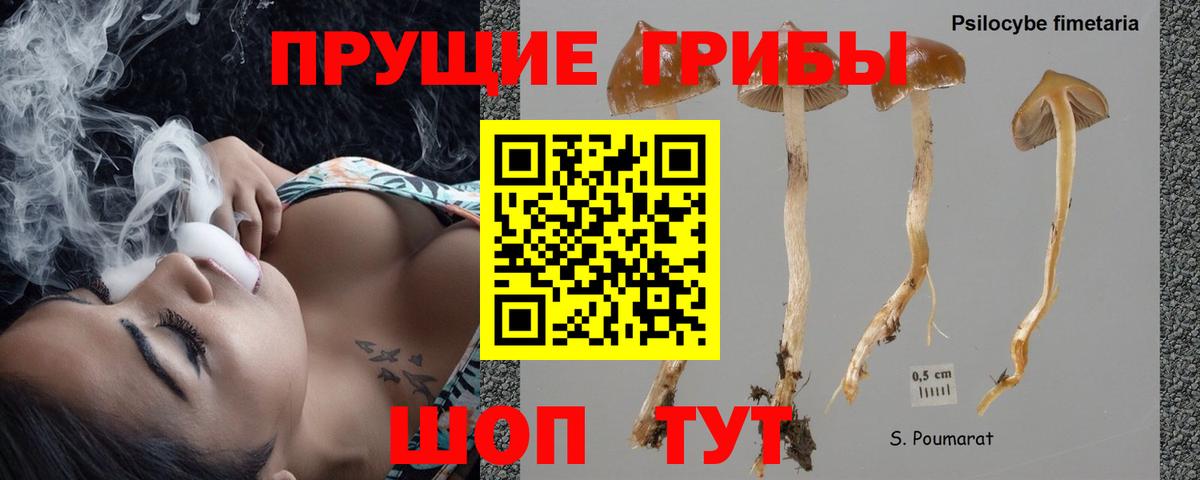 Кизилюрт  Псилоцибиновые грибы Cubensis  Галлюциногенные грибы Psilocybine cubensis  Вход с VPN 